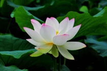 Dự đoán tuần mới 21/05 - 27/05/2018 cho 12 con giáp