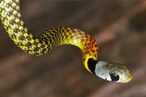 Top 10 loài rắn nguy hiểm nhất hành tinh, chớ dại động vào