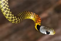 Top 10 loài rắn nguy hiểm nhất hành tinh, chớ dại động vào