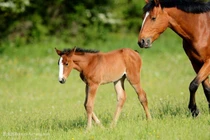 Dự đoán ngày mới 26/01/2019 cho 12 con giáp