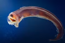 Giật mình loạt sinh vật "ngoài hành tinh" náu mình dưới đáy biển 