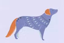 Dự đoán tử vi tuổi Tuất năm Canh Tý 2020: Quan lộ thênh thang, tài vận chói sáng 