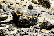 Hòn đá "phong ấn cáo 9 đuôi" bất ngờ tách đôi, người Nhật lo lắng 