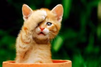 Dự đoán ngày mới 28/12/2018 cho 12 con giáp 