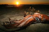 Những loài mực có kích thước khủng nhất hành tinh, ai nhìn cũng choáng 