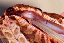 Phát hiện loài rắn tử thần 3 nanh, giới khoa học khiếp sợ