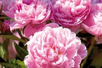 Dự đoán ngày mới 17/06/2018 cho 12 con giáp