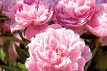 Dự đoán ngày mới 17/06/2018 cho 12 con giáp