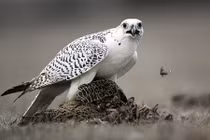 Tận mục loài chim Cắt săn mồi mạnh mẽ nhất hành tinh 