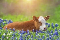 Dự đoán ngày mới 28/5/2020 cho 12 con giáp