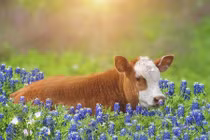 Dự đoán ngày mới 28/5/2020 cho 12 con giáp