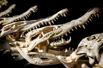 Kinh hoàng mộ cổ chứa 9 “đầu lâu quái vật” bao quanh xác ướp