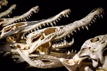 Kinh hoàng mộ cổ chứa 9 “đầu lâu quái vật” bao quanh xác ướp