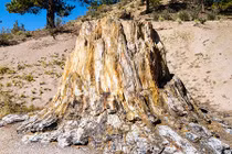 Hạn hán kéo dài, bất ngờ lộ ra khu rừng hoá thạch cực lạ lùng 