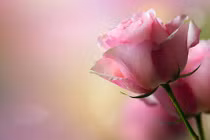 Top con giáp đổi vận mạnh mẽ, giàu sang phú quý từ tháng 5/2018