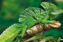 9 bí ẩn giật mình hiếm người biết về rừng già Amazon