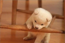 Dự đoán ngày mới 25/04/2019 cho 12 con giáp