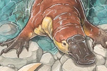 Phát hiện cổ đại của thú mỏ vịt, "tung hoành" 70 triệu năm trước