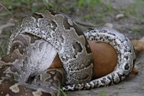 Trăn không bị chết ngạt khi siết mồi: Bất ngờ lý do! 