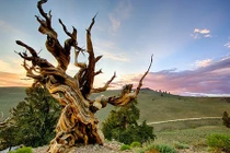 Điểm danh cây cổ thụ lâu đời nhất thế giới, thọ ngang đất trời 