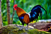 4 con giáp ngừng than vãn, mới mong chiêu tài đón lộc giàu sang phú quý