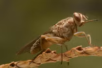 15 sinh vật nguy hiểm nhất hành tinh: Cá mập "ngậm ngùi" xếp cuối! 