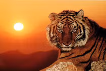 Tết âm 2022, 3 con giáp Thần Tài cưng, cứ đầu tư là sinh lời