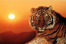 Tết âm 2022, 3 con giáp Thần Tài cưng, cứ đầu tư là sinh lời