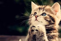 Sau Tết Nhâm Dần: 3 con giáp lộc lá đổ dồn, làm gì cũng phất 