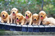 Dự đoán ngày mới 21/7/2020 cho 12 con giáp