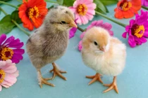 Dự đoán ngày mới 17/7/2020 cho 12 con giáp