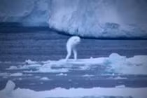 Bí ẩn quái vật biển “hình người“ thoắt ẩn thoắt hiện ở Nam Cực