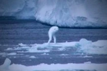 Bí ẩn quái vật biển “hình người“ thoắt ẩn thoắt hiện ở Nam Cực