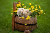 Dự đoán ngày mới 29/6/2020 cho 12 con giáp