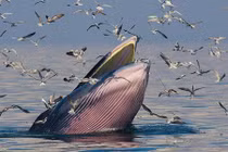 Loài cá voi phát hiện năm ngoái, năm nay đã trên bờ tuyệt chủng