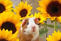 Dự đoán ngày mới 13/6/2020 cho 12 con giáp