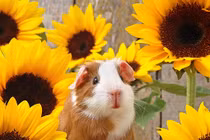 Dự đoán ngày mới 13/6/2020 cho 12 con giáp