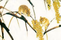 Bốn con giáp bỗng dưng đổi đời, giàu bất chấp dịp Tết Trung Thu