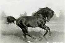 Cát tinh chiếu mệnh, 3 con giáp giàu bất thình lình trong năm 2019