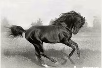 Cát tinh chiếu mệnh, 3 con giáp giàu bất thình lình trong năm 2019