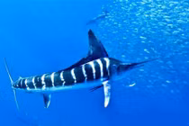 10 loài cá bơi nhanh nhất hành tinh: Bất ngờ số 4! 