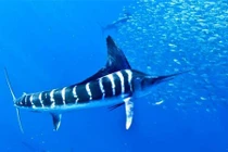 10 loài cá bơi nhanh nhất hành tinh: Bất ngờ số 4! 