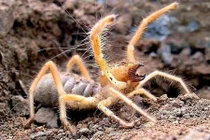 11 loài nhện nguy hiểm nhất hành tinh, chớ dại động vào (2)