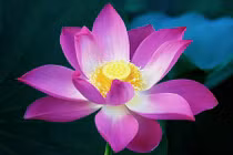 Sau tuổi 40, những con giáp này ắt sống ngập trong tiền