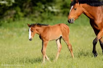 Dự đoán ngày mới 30/04/2019 cho 12 con giáp