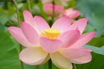 Top con giáp may mắn và đen đủi nhất tháng 5/2018