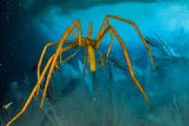 Giải mã: Tại sao sinh vật dưới biển sâu thường có kích thước khổng lồ?