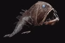 15 quái vật biển náu mình ở khe vực sâu nhất hành tinh