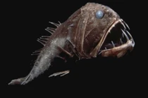 15 quái vật biển náu mình ở khe vực sâu nhất hành tinh