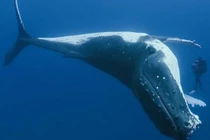 10 động vật sống lâu nhất Trái Đất, có loài 10.000 tuổi 